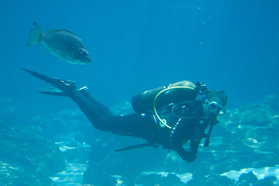 Diver and Friend